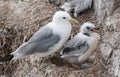 Kittiwake and chick