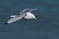 Kittiwake in flight at Bempton cliffs, Yorkshire.