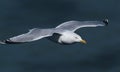 seagullin flight at Bempton cliffs, Yorkshire.