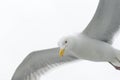 Kittiwake in flight Royalty Free Stock Photo