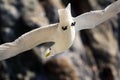 Kittiwake in flight