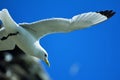 Kittiwake in flight