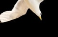 Kittiwake in flight