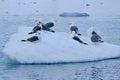 Kittiwake gulls on an ice floe in the Arctic Royalty Free Stock Photo