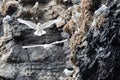 A Kittiwake hovering at a sea bird colony, north of Svalbard in the Arctic