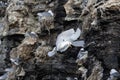 A Kittiwake hovering at a sea bird colony, north of Svalbard in the Arctic