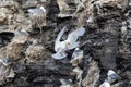 A Kittiwake hovering at a sea bird colony, north of Svalbard in the Arctic