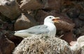 Kittiwake on Nest