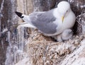 Kittiwake on a nest