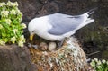 Kittiwake on a nest with two eggs Royalty Free Stock Photo