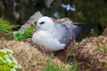 Kittiwake on a nest with two eggs