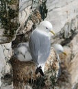 Kittiwake on nest with young on high chalk cliffs of east Yorkshire, UK.