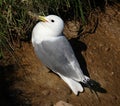 Kittiwake nesting on high chalk cliffs of Yorkshire east coast. UK.