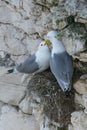 Kittiwake pair on cliff nest