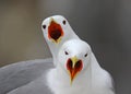 Kittiwake pair