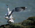 Kittiwake pair mating.