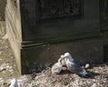 Kittiwake, Risa tridactyla, feeding chicks Royalty Free Stock Photo