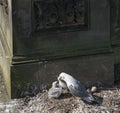 Kittiwake, Risa tridactyla, feeding chicks Royalty Free Stock Photo