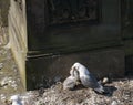 Kittiwake, Risa tridactyla, feeding chicks Royalty Free Stock Photo