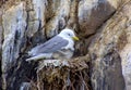 Kittiwake and chick on nest