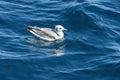 Kittiwake Rissa tridactyla flying above the sea in Ligurian Mediterranean sea rare sighting