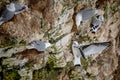 Kittiwake, rissa tridactyla, stretching wings and feathers, perched on cliff nests