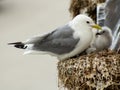 A kittiwake seagull with her chicks Royalty Free Stock Photo