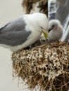 A kittiwake seagull with her chicks Royalty Free Stock Photo