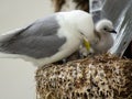 A kittiwake seagull with her chicks Royalty Free Stock Photo