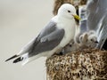 A kittiwake seagull with her chicks Royalty Free Stock Photo