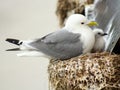 A kittiwake seagull with her chicks Royalty Free Stock Photo