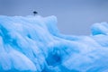 Kittiwake sitting on a iceberg i arktis