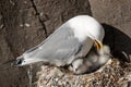 Kittiwake Royalty Free Stock Photo