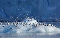 Kittiwakes Royalty Free Stock Photo