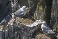 Kittiwakes and chicks at Cape St. Mary`s