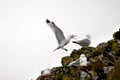 Kittiwakes On Cliff Edge Royalty Free Stock Photo