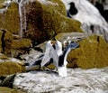 Kittiwakes displaying