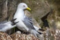 Kittiwakes on ledges near nest and incubate Royalty Free Stock Photo