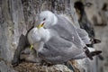 Kittiwakes