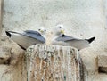 Pair of Kittiwake on window ledge in holiday town. UK.