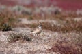 Kittlit'z Plover Royalty Free Stock Photo