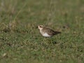 Kittlitzs plover, Charadrius pecuarius