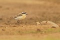 Kittlitzs Plover - Charadrius pecuarius small shorebird in Charadriidae, breeds near coastal and inland saltmarshes, riverbanks or