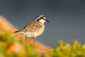 A kittlitz\'s plover perched on a coastal rock, South Africa