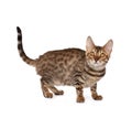 Kittten Royalty Free Stock Photo