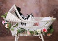 Kitty in Antique Wicker Baby Bassinet Royalty Free Stock Photo