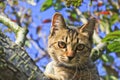 A kitty on the apple tree Royalty Free Stock Photo