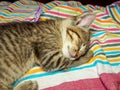 Kitty asleep with her paws under the side of her face, like a baby Royalty Free Stock Photo