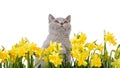 Kitty behind yellow flowers Royalty Free Stock Photo