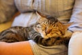 kitty sleeps so comfortable Royalty Free Stock Photo